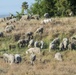 Sheep and Goats Clean Up Travis AFB