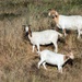 Sheep and Goats Clean Up Travis AFB