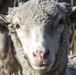 Sheep and Goats Clean Up Travis AFB