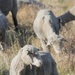 Sheep and Goats Clean Up Travis AFB