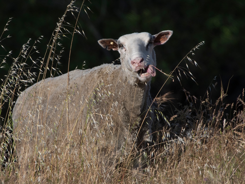 Sheep and Goats Clean Up Travis AFB