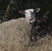 Sheep and Goats Clean Up Travis AFB