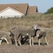 Sheep and Goats Clean Up Travis AFB