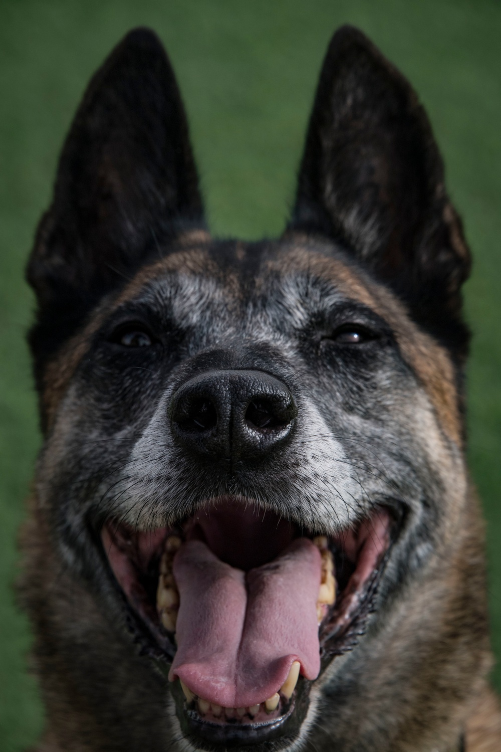 Eleven Year K-9 vet to be adopted by handler