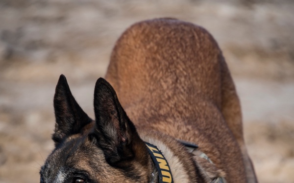 11 Year K-9 vet to be adopted by his handler