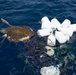 Coast Guard crew rescues sea turtle