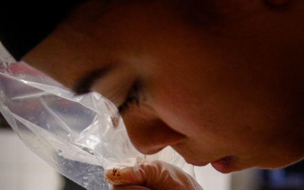 All American Week XXIX