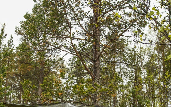 Inserts &amp; Infils