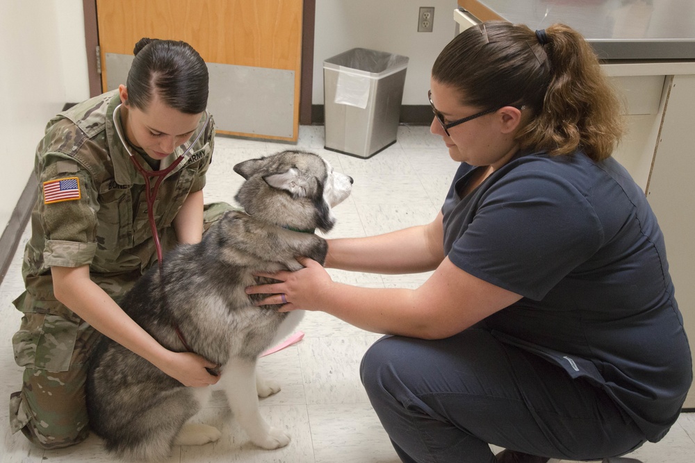 Overseas location specific requirements for pet orders