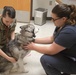 Overseas location specific requirements for pet orders