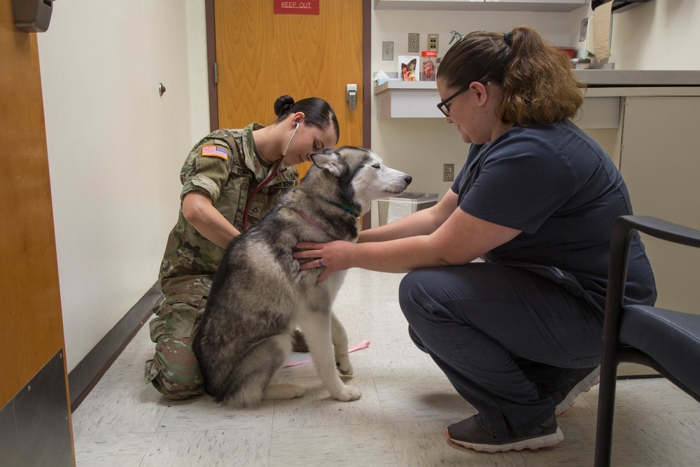 Overseas locations specific requirements for pet owners