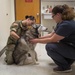 Overseas locations specific requirements for pet owners