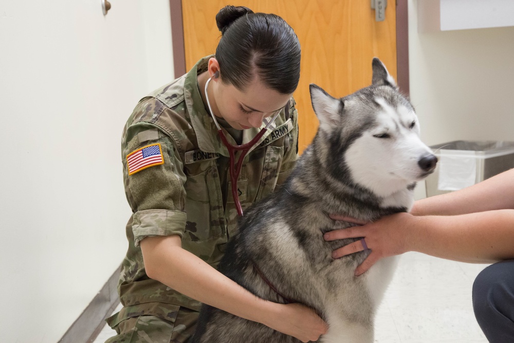 DVIDS Images Overseas locations specific requirements for pet