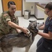 Overseas locations specific requirements for pet owners