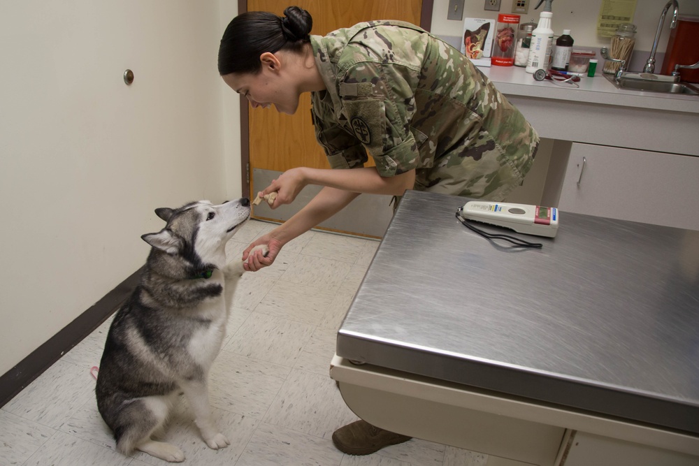 Overseas location specific requirements for pet owners