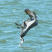 Galveston offers day trip of fun, sun, beach for Polk Family
