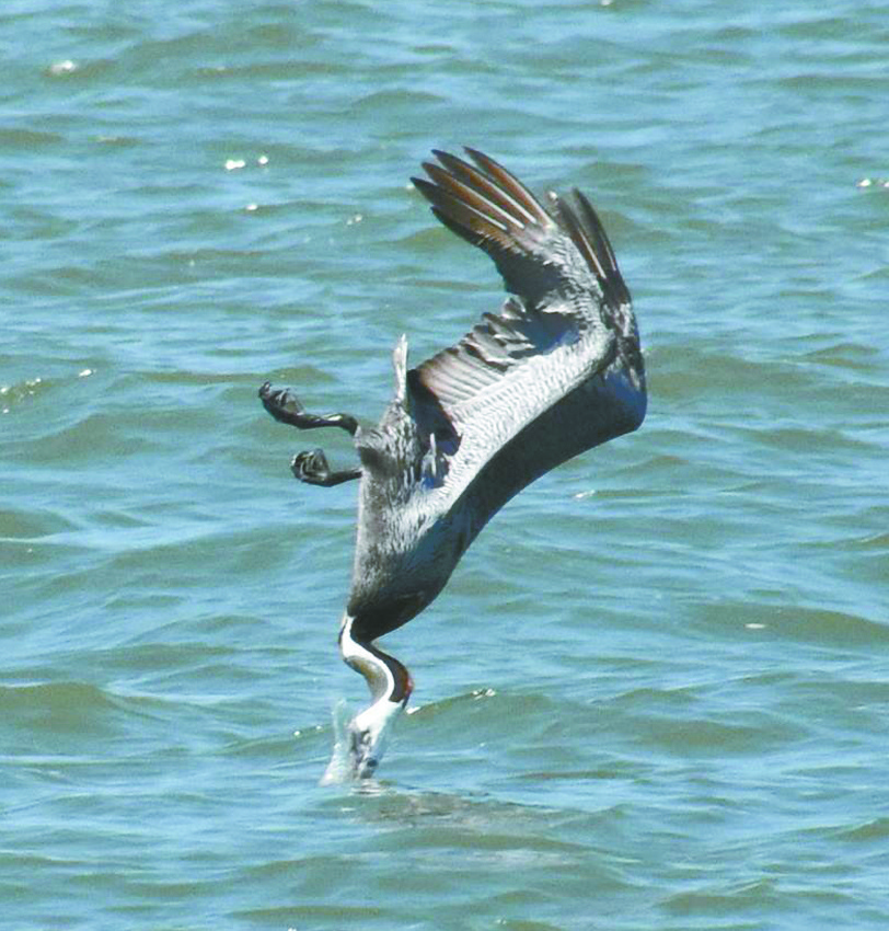 Galveston offers day trip of fun, sun, beach for Polk Family