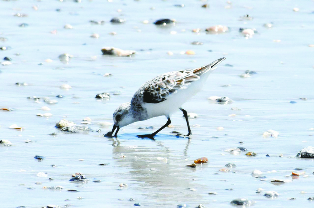 Galveston offers day trip of fun, sun, beach for Polk Family