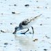 Galveston offers day trip of fun, sun, beach for Polk Family