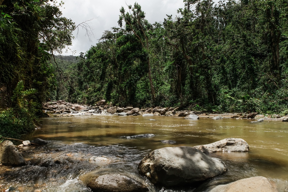 El Yunque Rainforest Recovery After Hurricane María