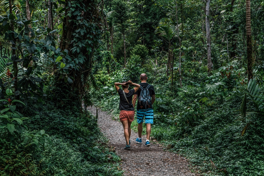 El Yunque Rainforest Recovers After Hurricane María