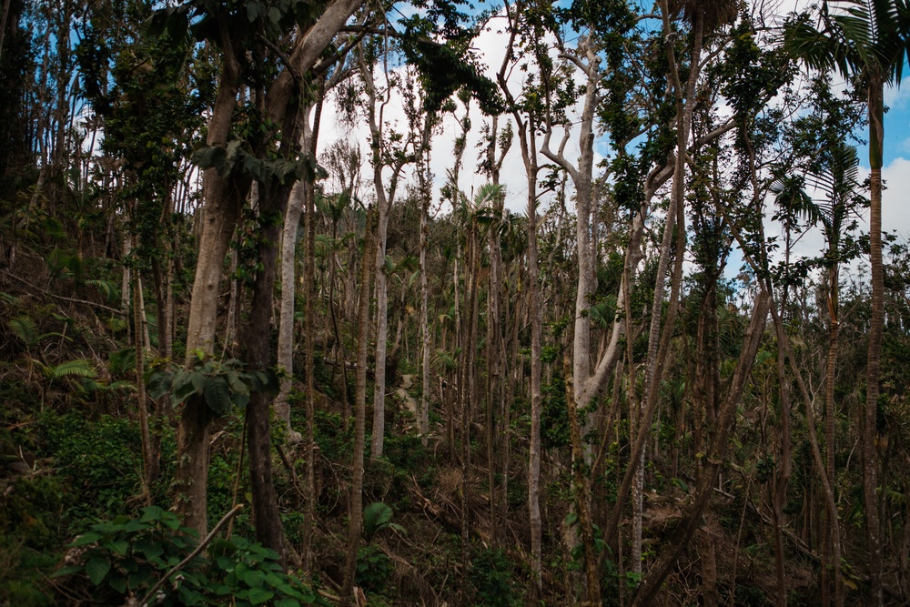 El Yunque Rainforest Recovers After Hurricane María