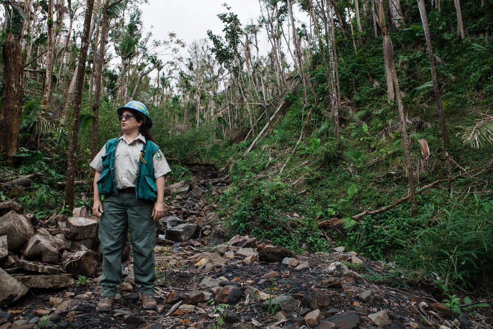 El Yunque Rainforest Recovers After Hurricane María