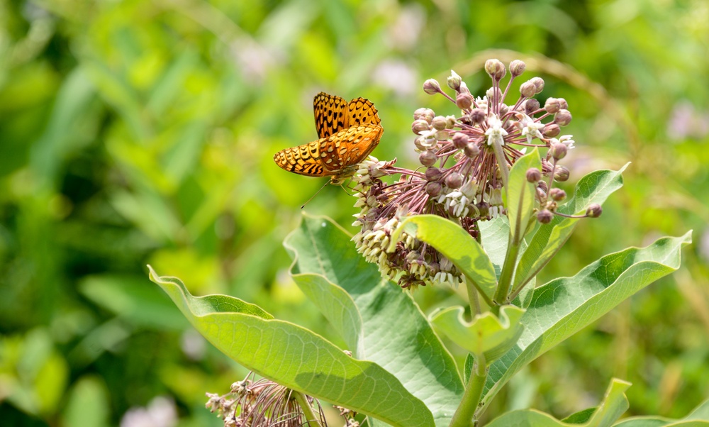 Fort Indiantown Gap announces free guided 2018 tours of rare regal fritillary butterfly habitat