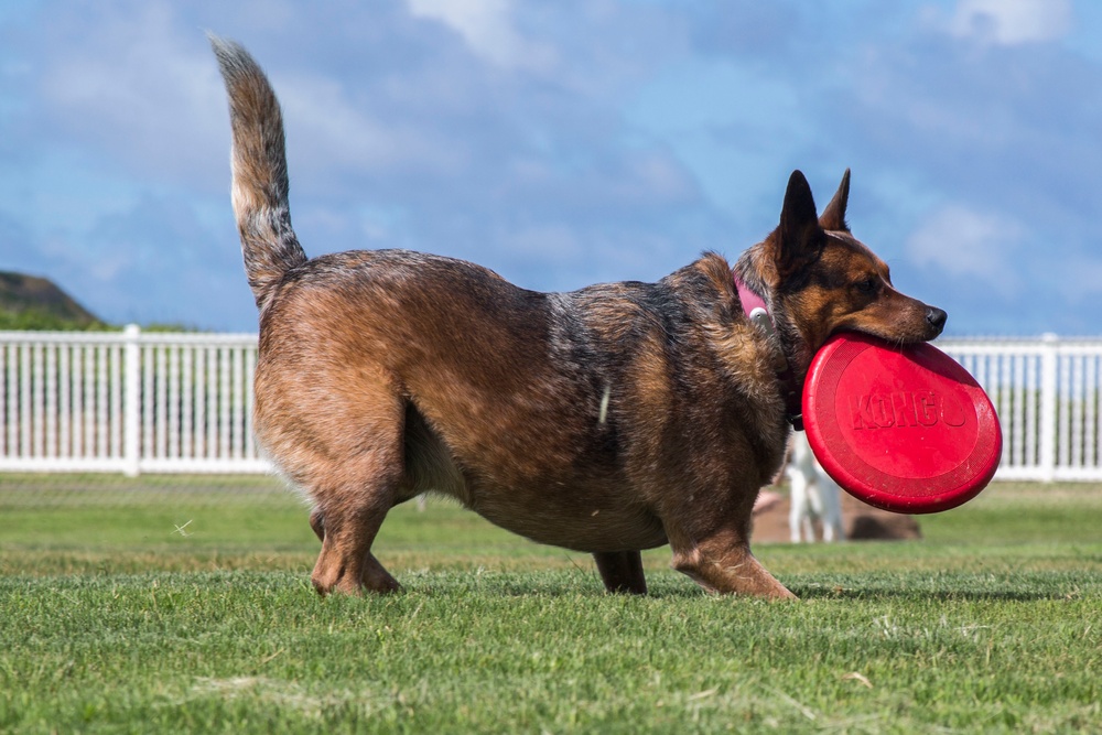 Pa Honua Dog Park opens aboard MCBH