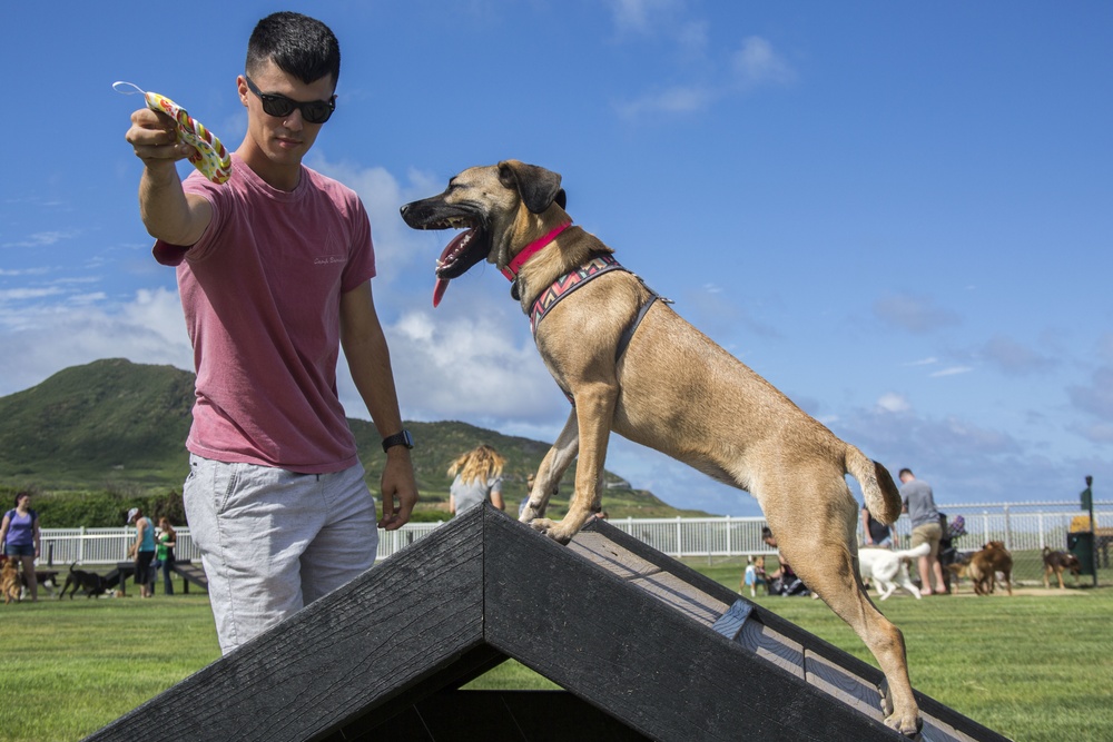 Pa Honua Dog Park opens aboard MCBH