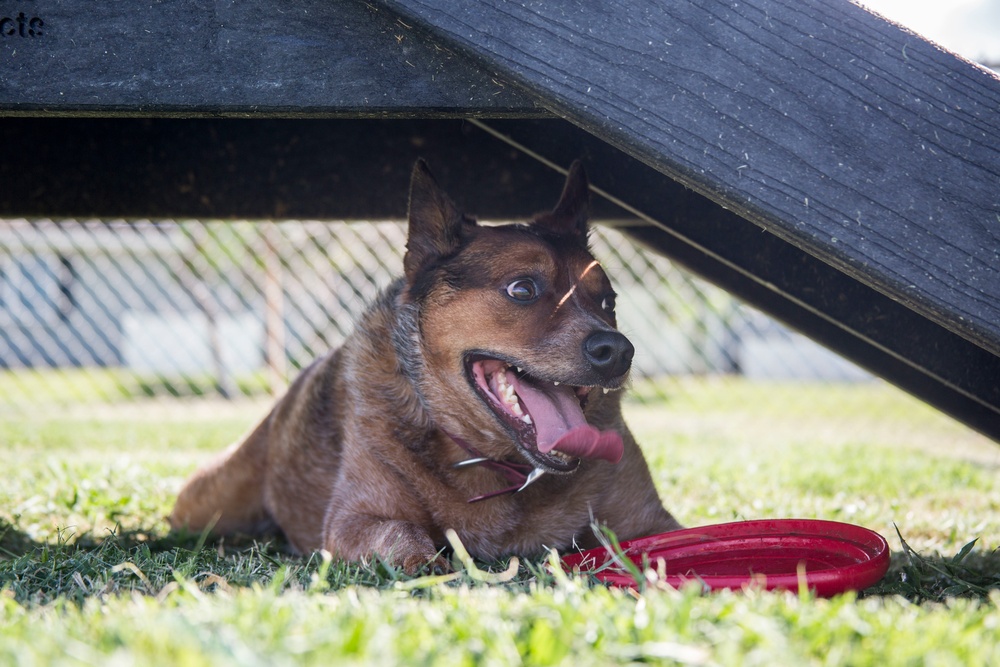 Pa Honua Dog Park opens aboard MCBH