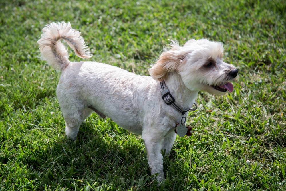 Pa Honua Dog Park opens aboard MCBH