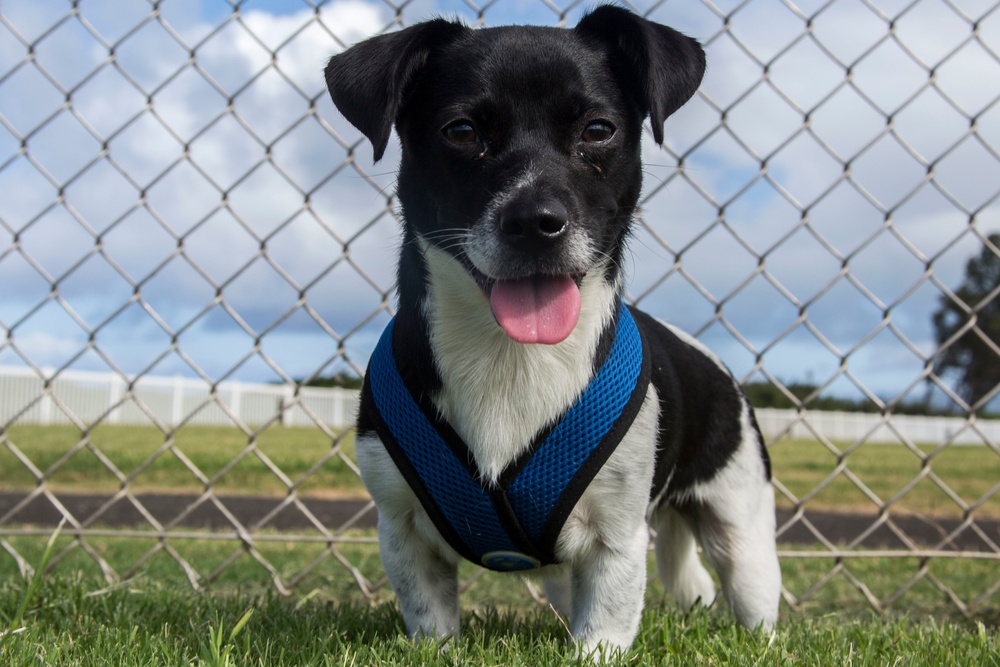 Pa Honua Dog Park opens aboard MCBH