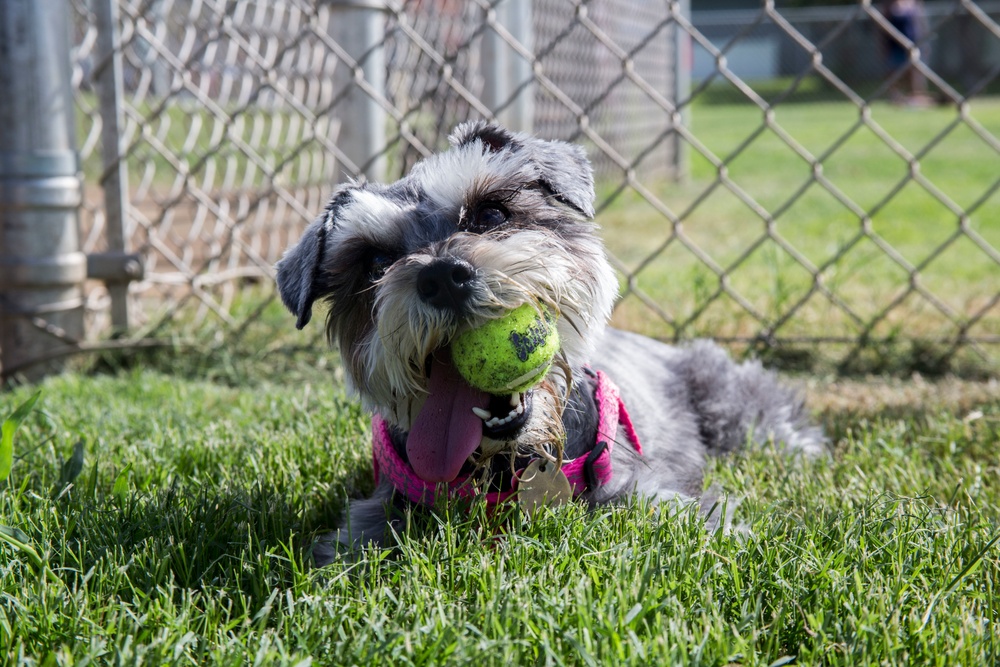 Pa Honua Dog Park opens aboard MCBH