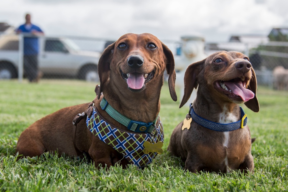 Pa Honua Dog Park opens aboard MCBH