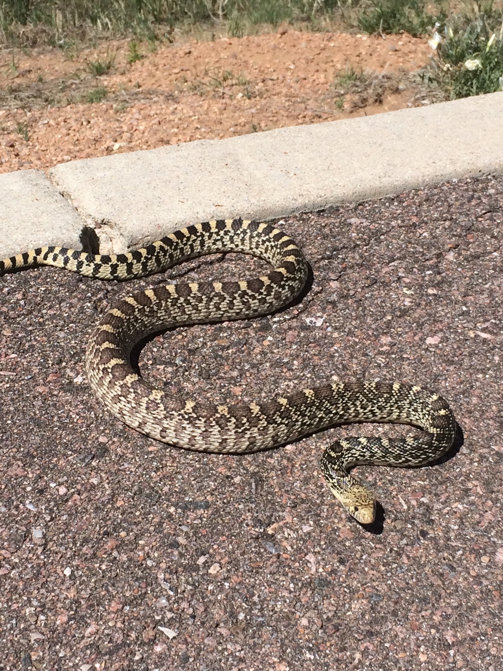 Snakes on a base: be cautious, aware