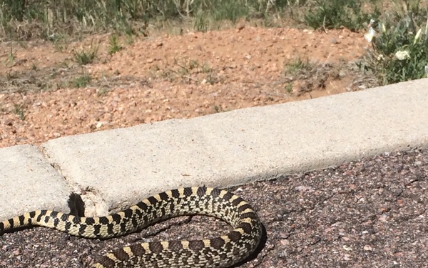 A large snake with a yellow-tan and dark brown/black blotched pattern is coiled on a paved surface near a concrete curb. The snake's head is visible at the lower right, showing a pale yellowish snout characteristic of a bull snake or gopher snake (Pituophis catenifer). The setting appears to be a parking lot or roadway edge in an arid or semi-arid environment.