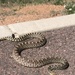 Snakes on a base: be cautious, aware