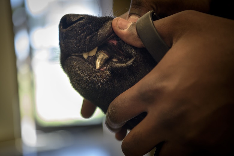 You Don't Stop Learning Until You Hang Up The Leash – A Look Into K-9