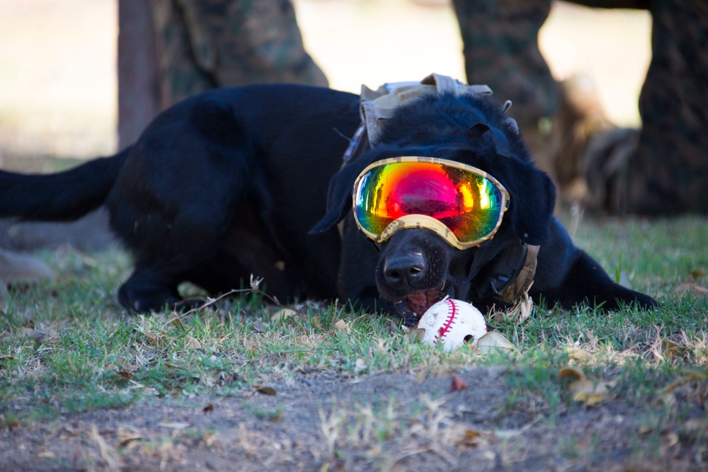 what dogs like to play fetch