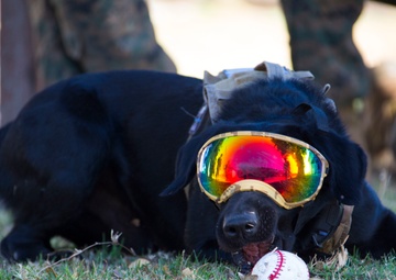 Even Working Dogs Like to Play Fetch