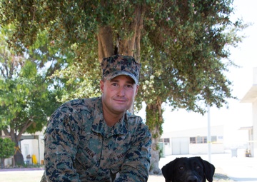 Devil Dogs