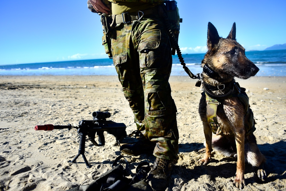 Pup's Ashore