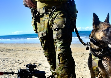 Pup's Ashore
