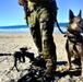 Pup's Ashore