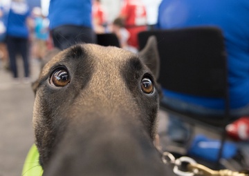 Service Dogs Provide Love, Laughter, Support at DoD Warrior Games