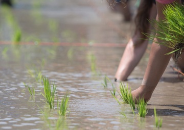 Station residents take to the fields, plant rice