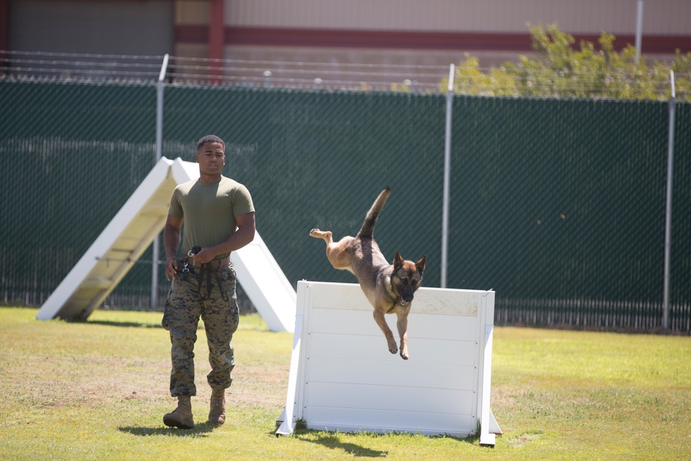“War Dawg Weekend:” MCAS Miramar hosts military working dog competition