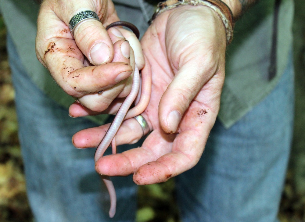 Army Corps conducts avian and herp surveys at Adelphi Lab