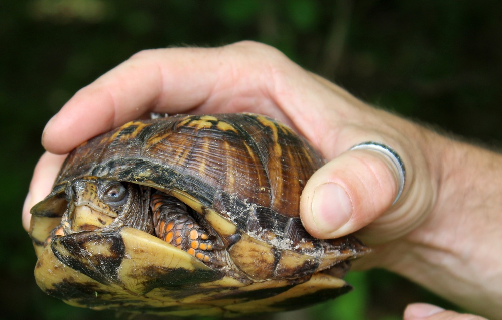 Army Corps conducts avian and herp surveys at Adelphi Lab